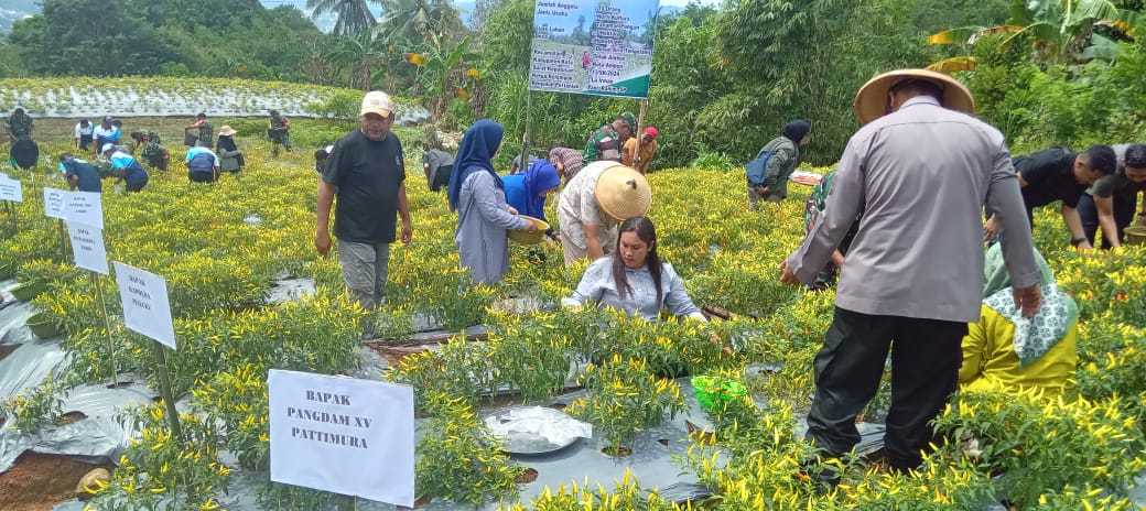 Panen Perdana Cabe Rawit, Pj.Walikota Ambon Apresiasi Program Ketahanan Pangan Di Desa Hunuth